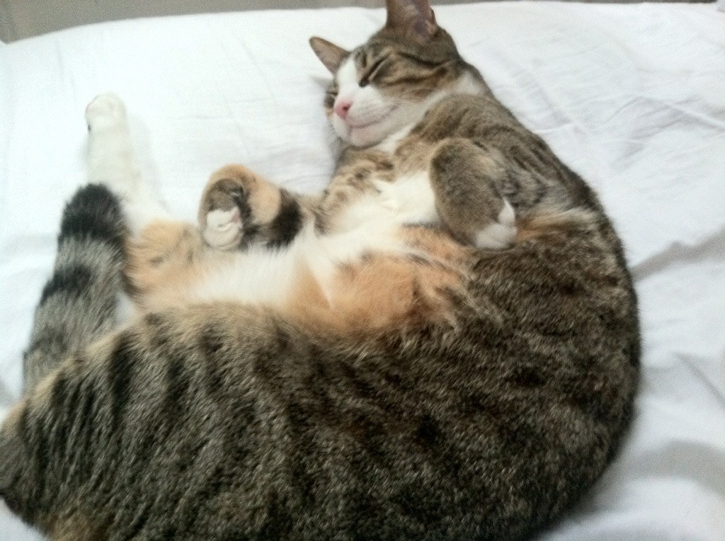 德罗赞稳定输出不掉线，篮网封锁掘金，团队韧性与战术执行的胜利